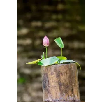 7a-lotus plant-1147575-92555.webp